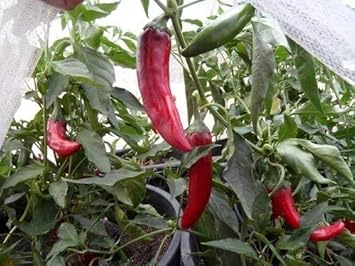 Red Kalocsa Seeds for Planting - 100 pcs